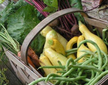 5 Easy Vegetables to Grow Image